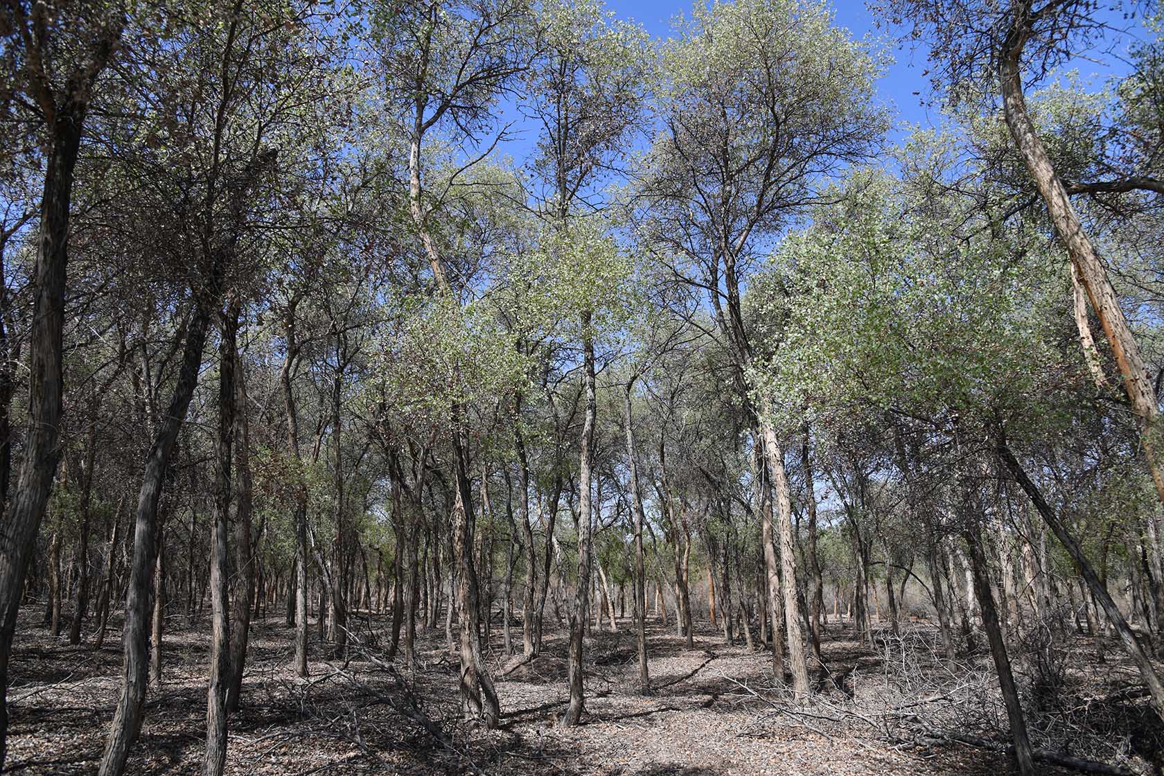 Бадай-Тугай, image of landscape/habitat.