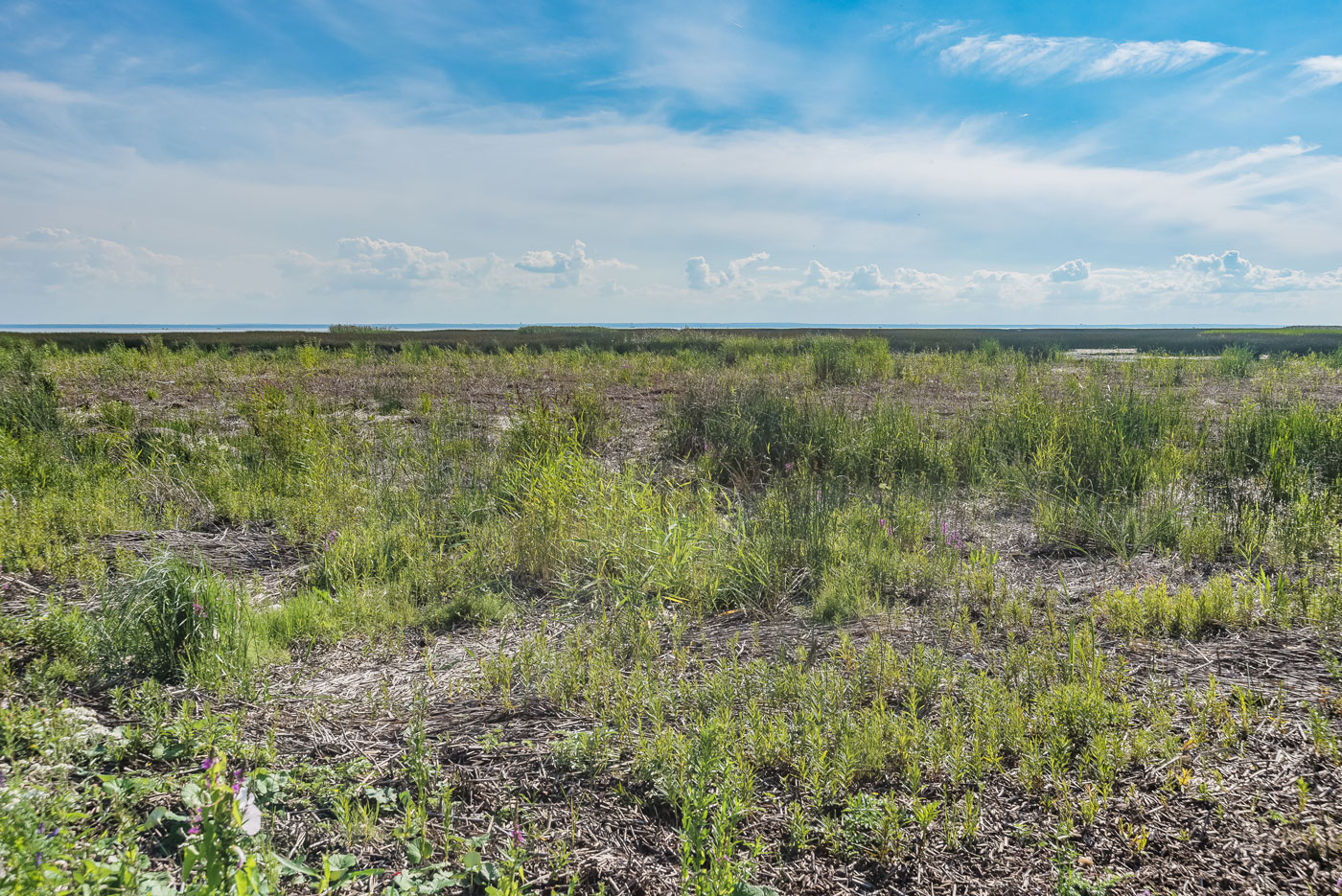 Северное побережье Невской губы, image of landscape/habitat.