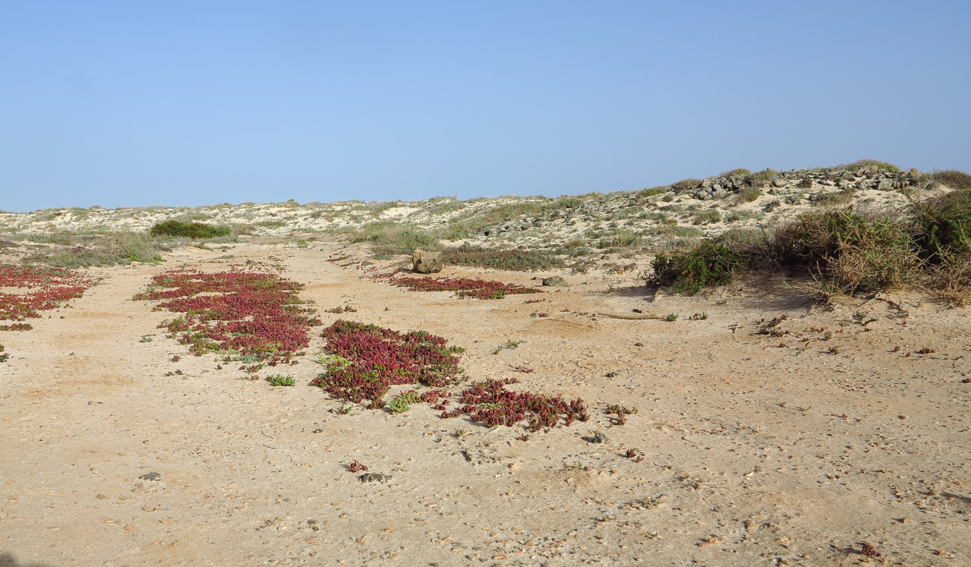 Эль Котильо и окрестности, image of landscape/habitat.