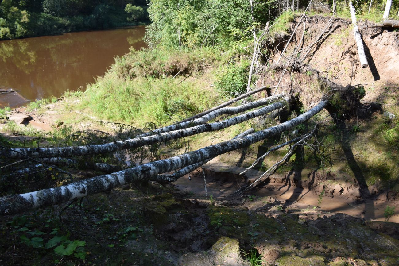 Окрестности устья реки Вига, image of landscape/habitat.