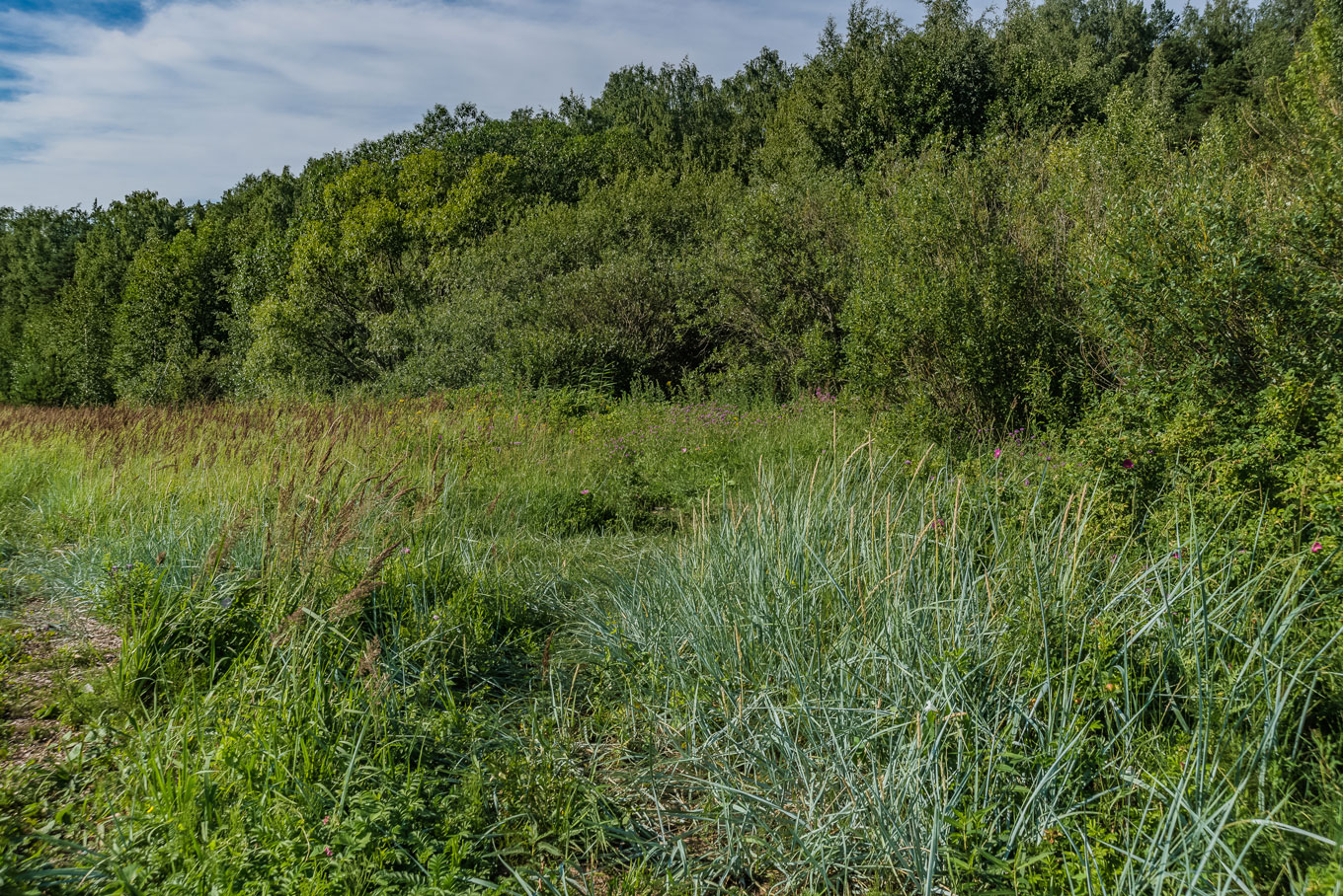 Северное побережье Невской губы, image of landscape/habitat.