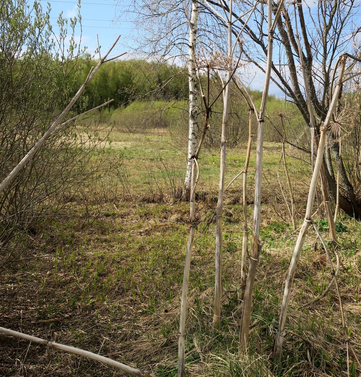 Ярцево, image of landscape/habitat.