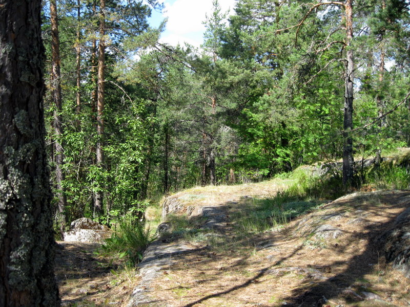 Кончозеро, image of landscape/habitat.