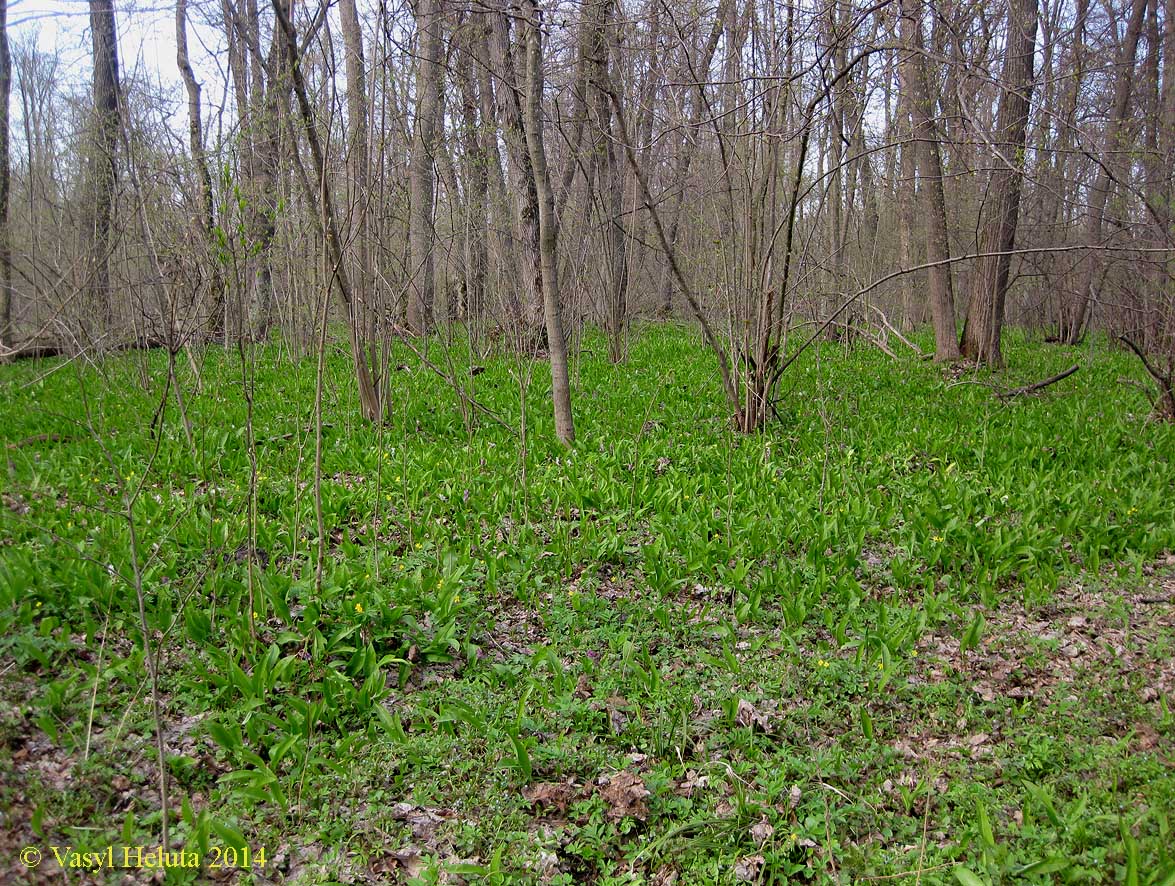 Лесники, низинная часть, image of landscape/habitat.