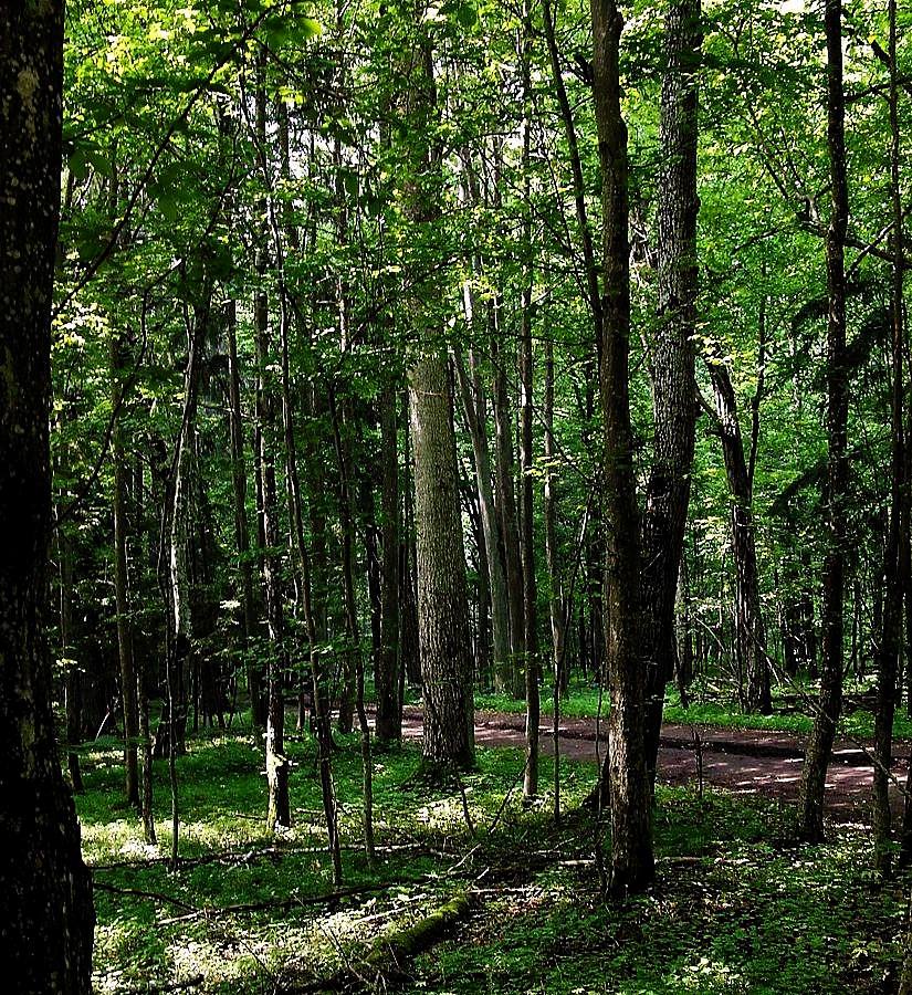 Беловежская пуща, image of landscape/habitat.