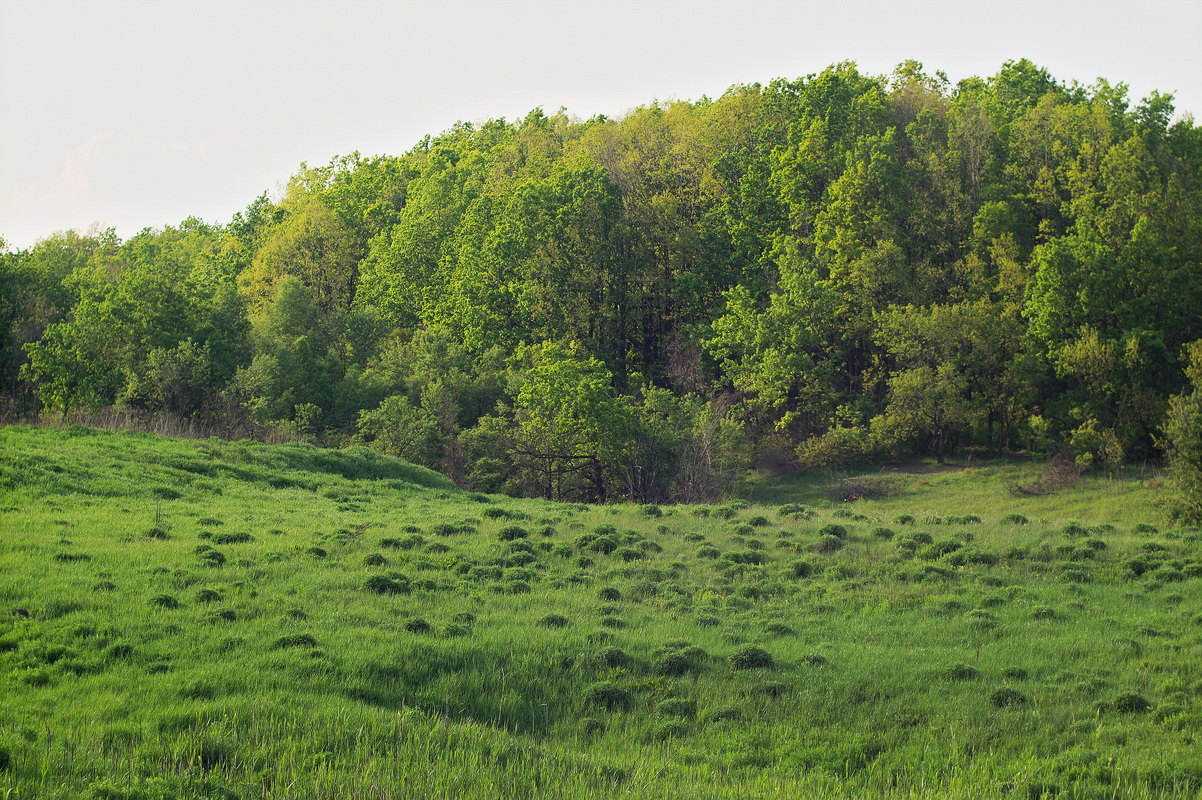 Балка Бирючья, image of landscape/habitat.