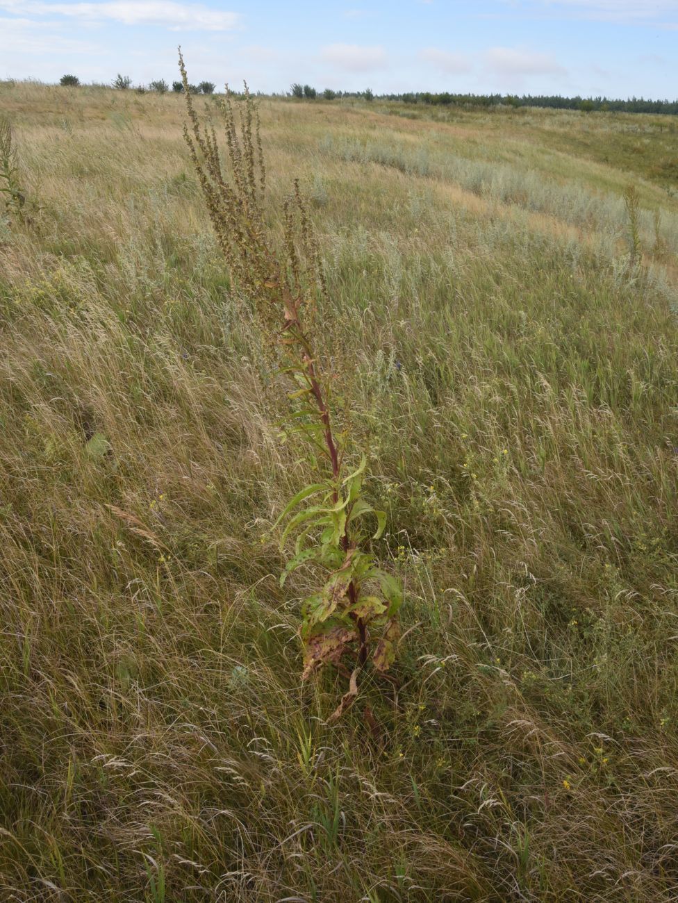 Камень Кудеяра, image of landscape/habitat.