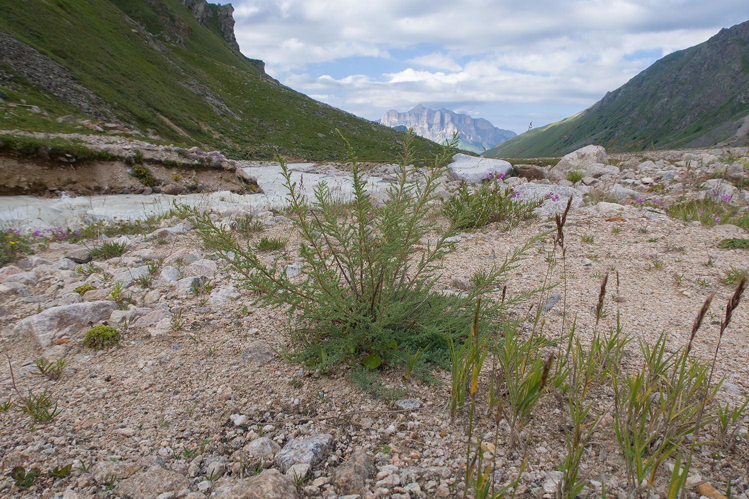 Ледник Псыгансу, image of landscape/habitat.