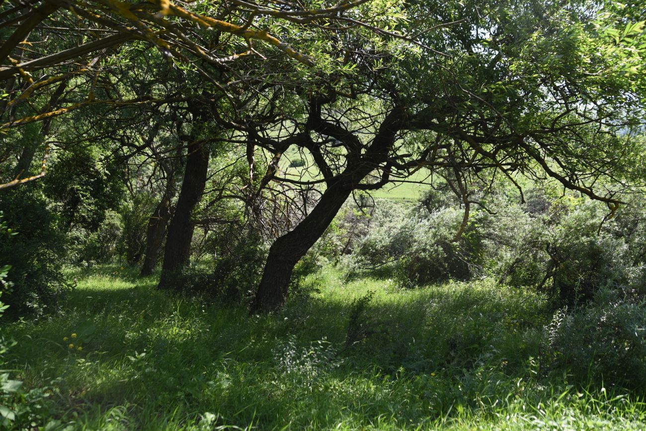 Окрестности урочища Таргим, image of landscape/habitat.