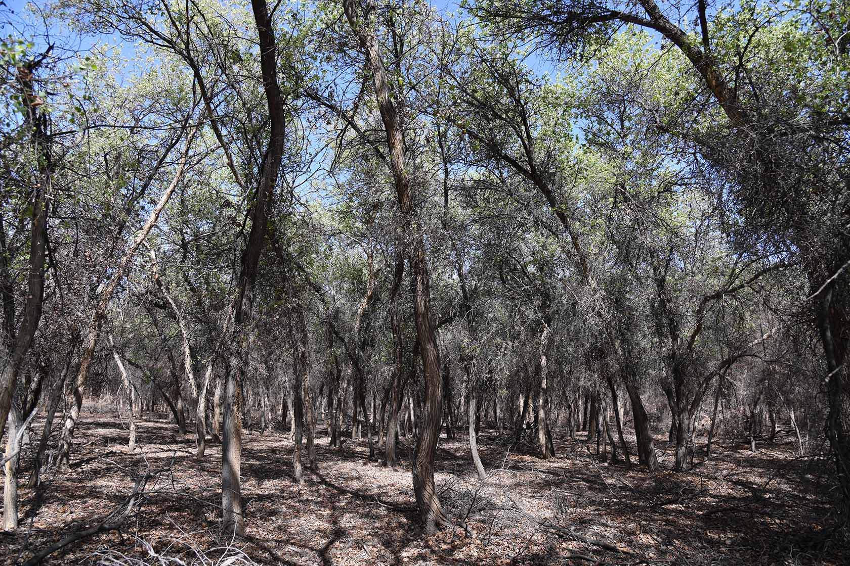 Бадай-Тугай, image of landscape/habitat.