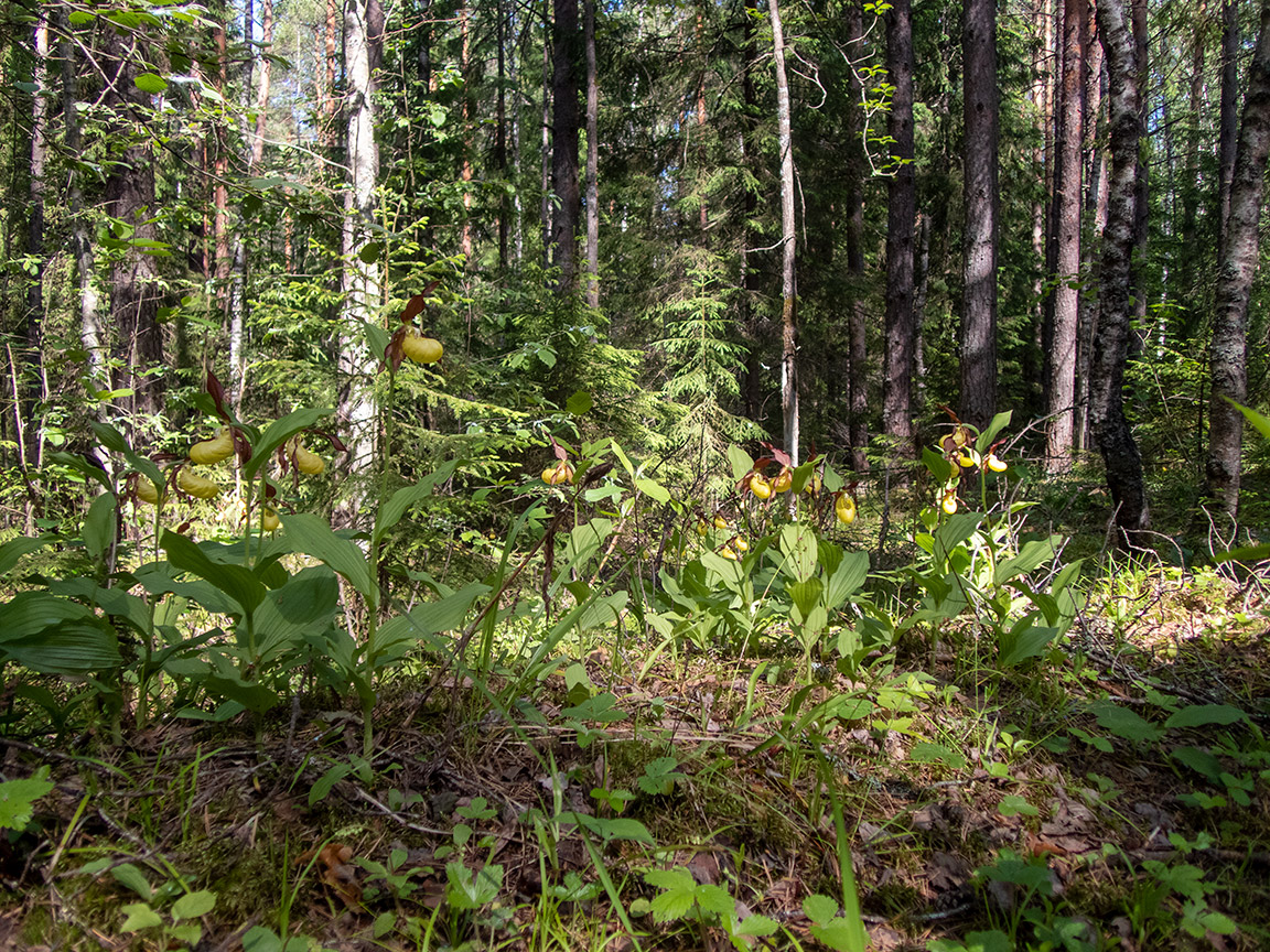 Запрудня, image of landscape/habitat.