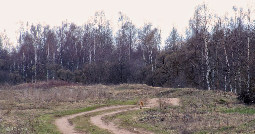 Жарь, image of landscape/habitat.