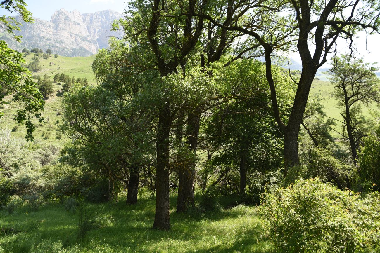 Окрестности урочища Таргим, image of landscape/habitat.