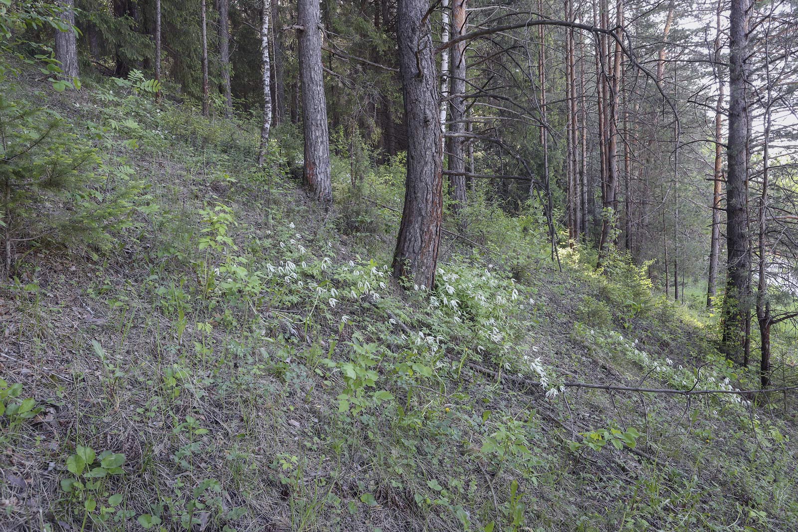 Окрестности Камня Ермак, image of landscape/habitat.