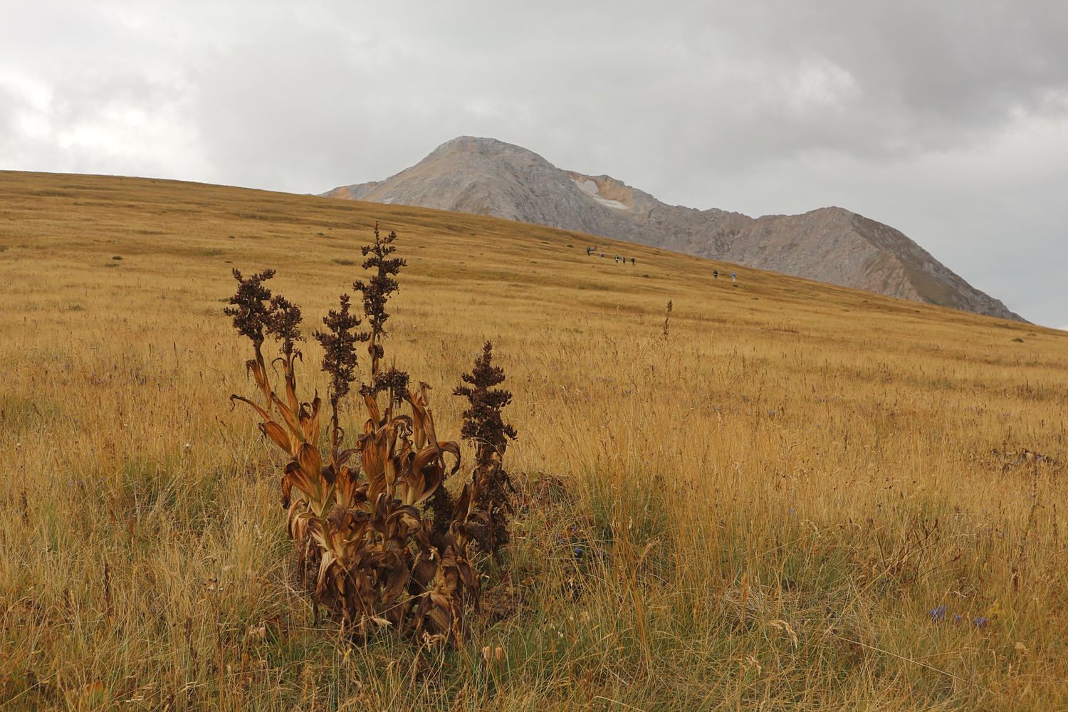 Блям, image of landscape/habitat.