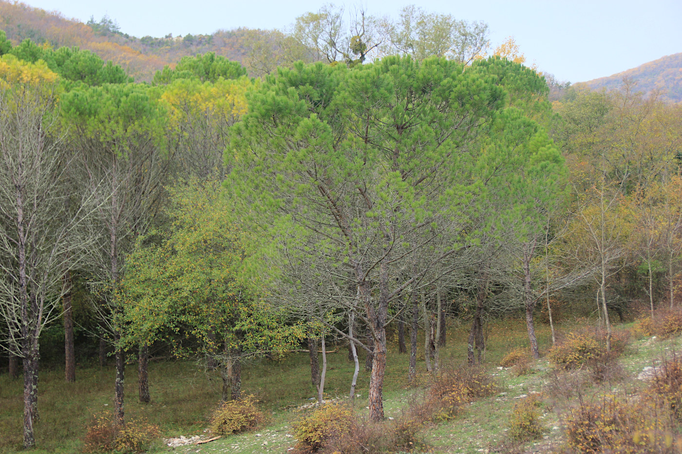 Посадки пинии близ Прасковеевки, image of landscape/habitat.