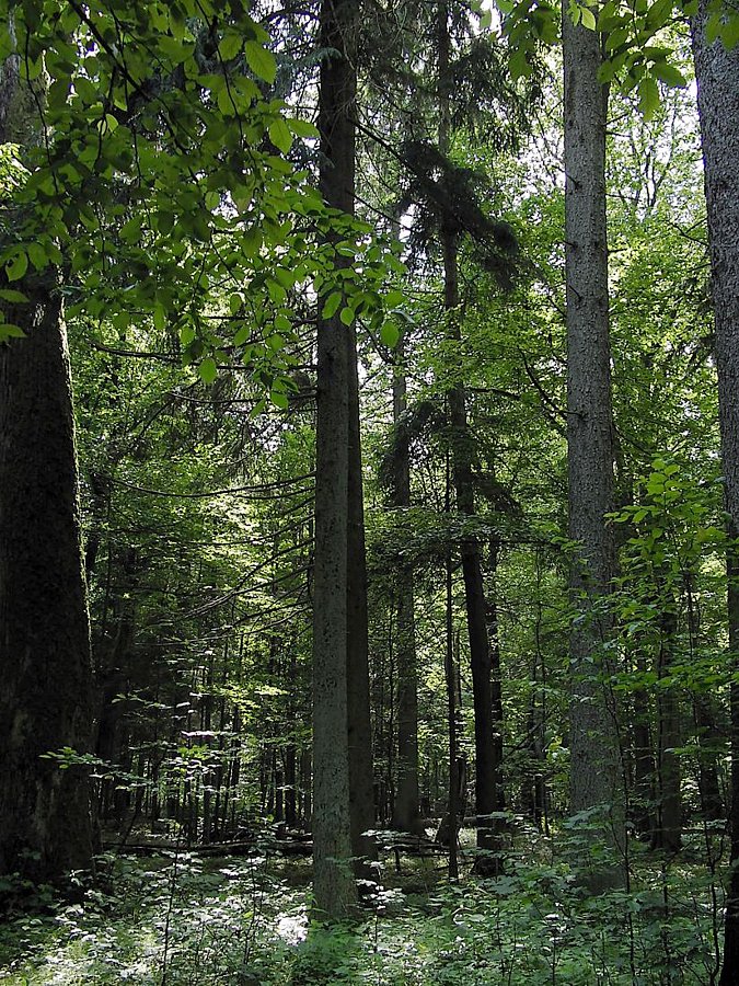 Беловежская пуща, image of landscape/habitat.