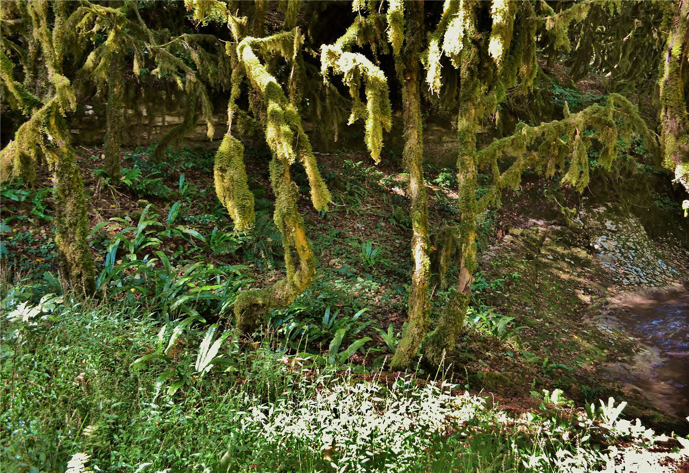 Авадхара (Ауадхара), image of landscape/habitat.