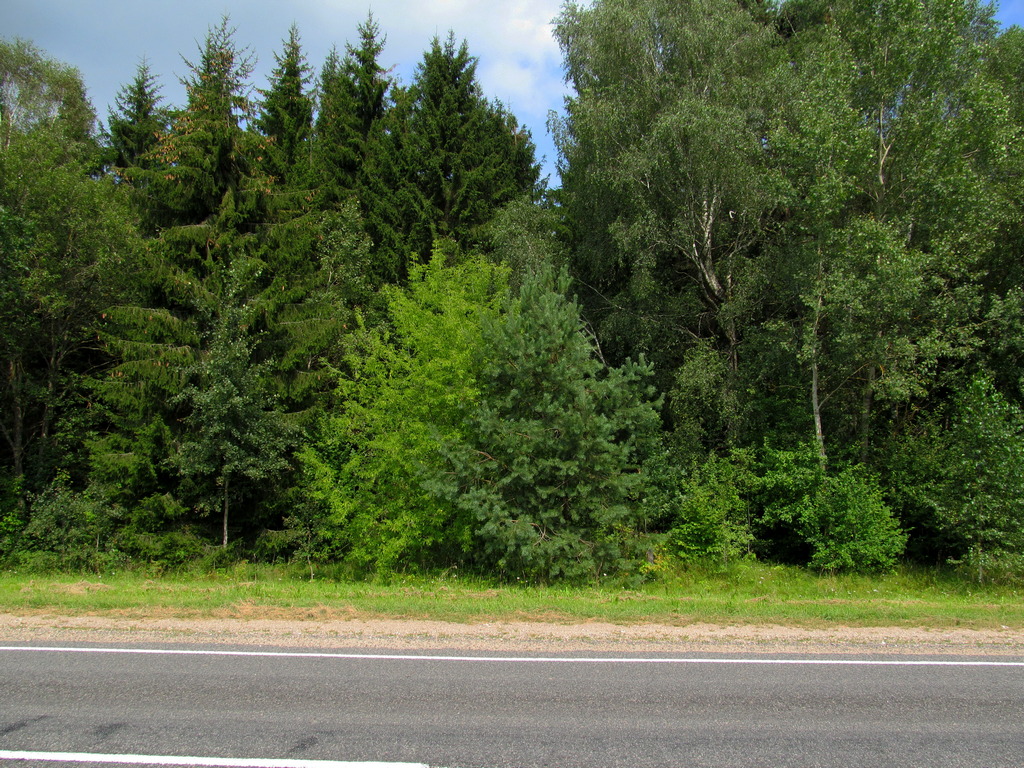 Волковичи, image of landscape/habitat.