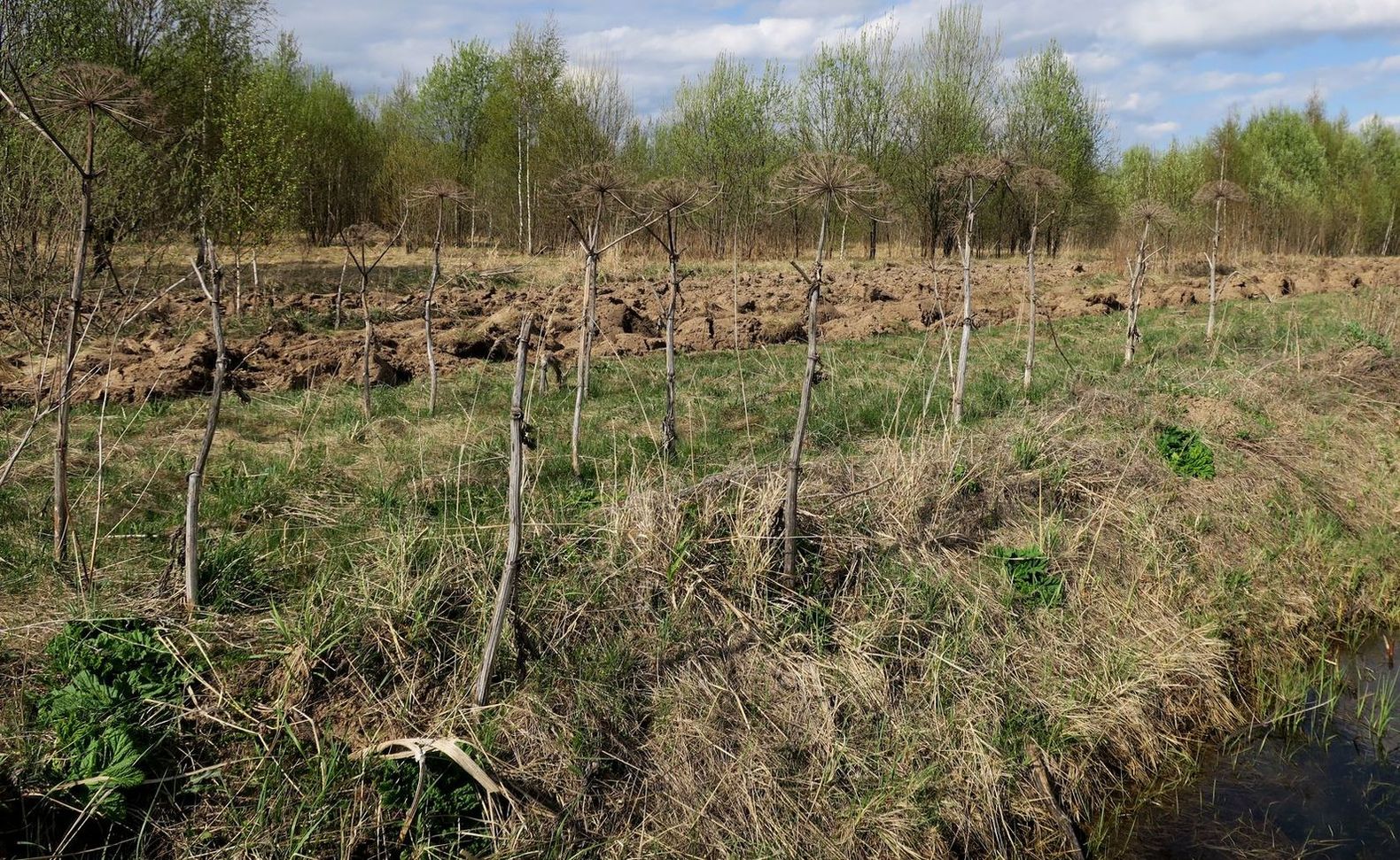 Ярцево, image of landscape/habitat.