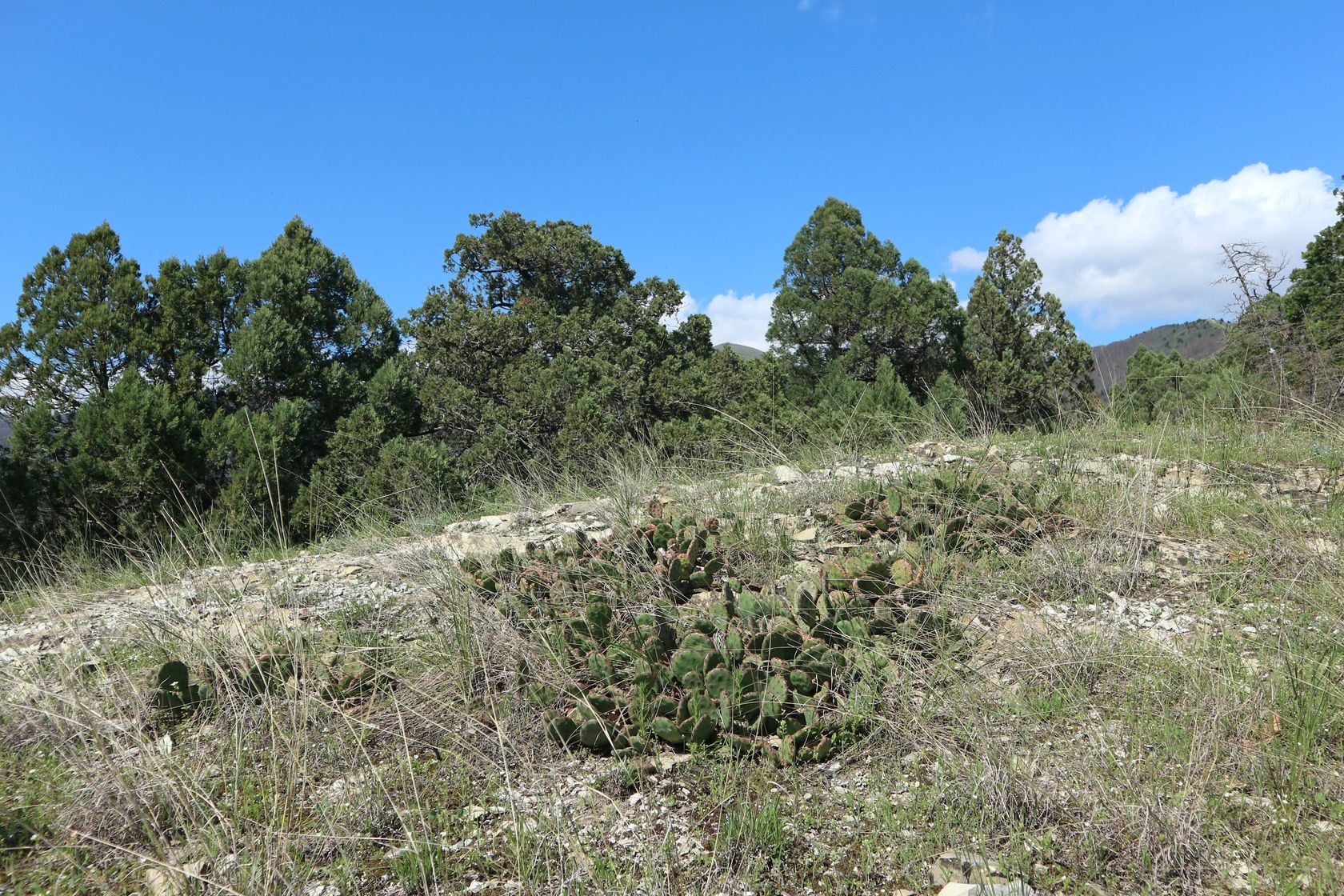 Трубецкая щель, image of landscape/habitat.