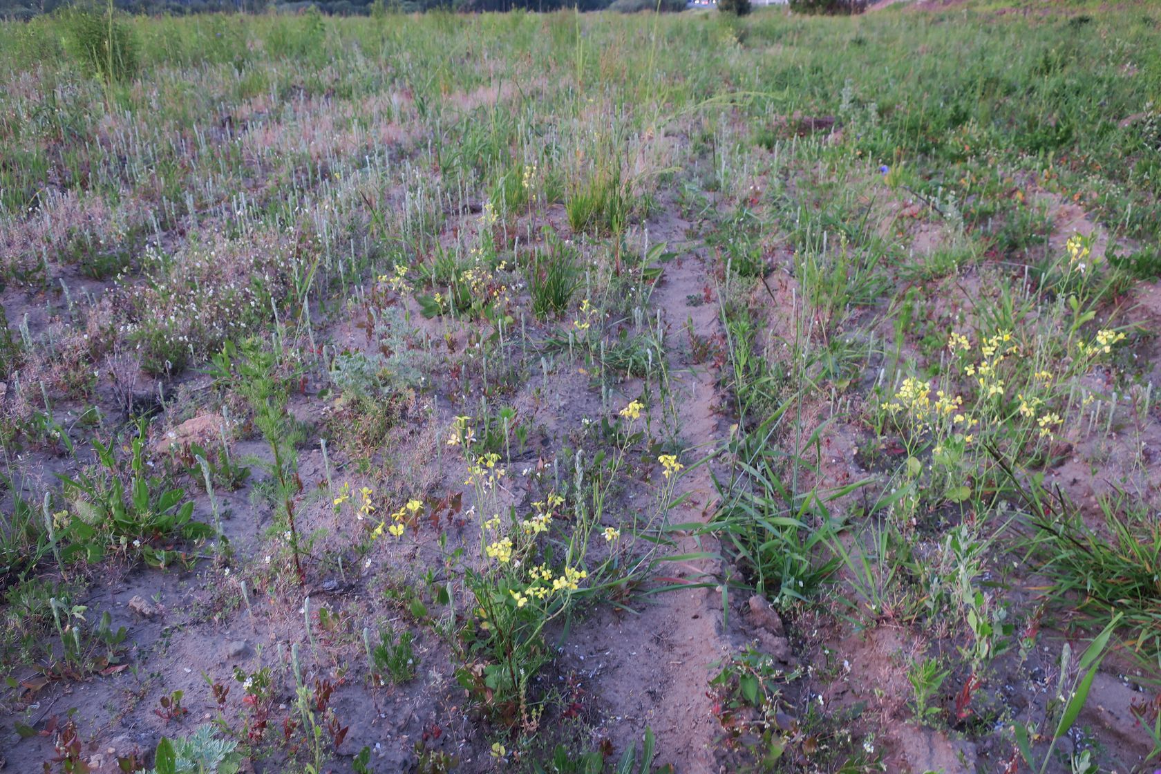 Грибаново, image of landscape/habitat.