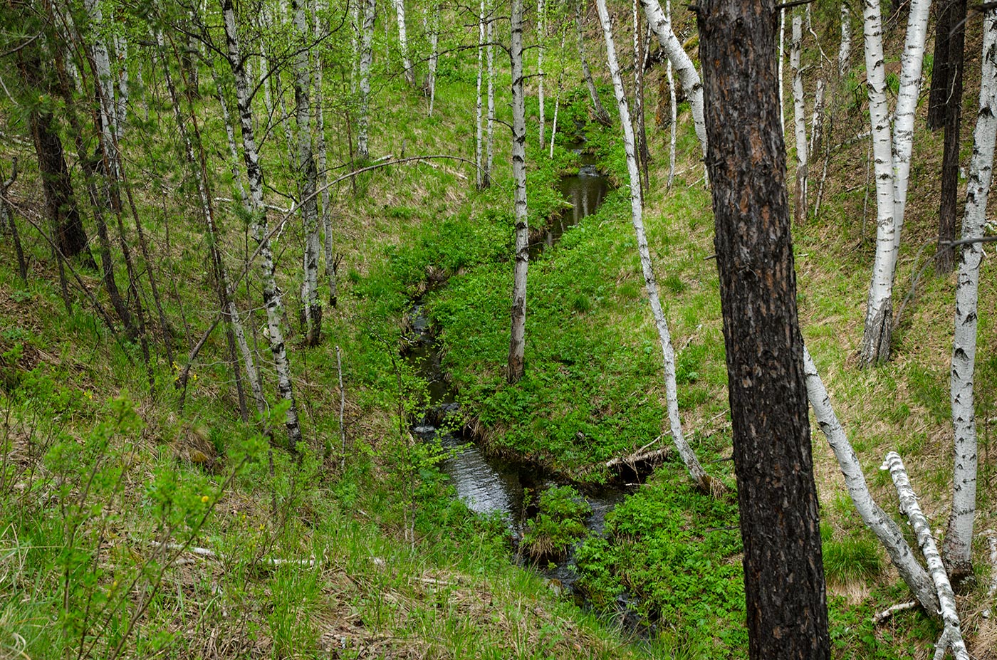 Яльчигулово и окрестности, image of landscape/habitat.