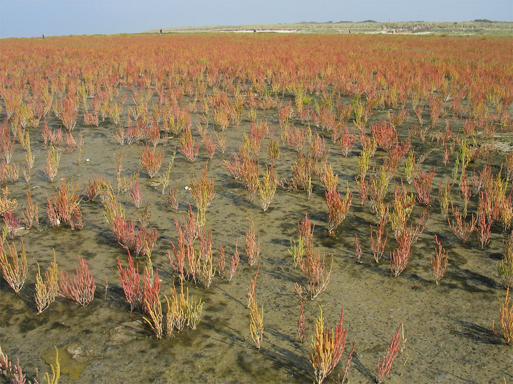 Схирмонниког (Schiermonnikoog), image of landscape/habitat.