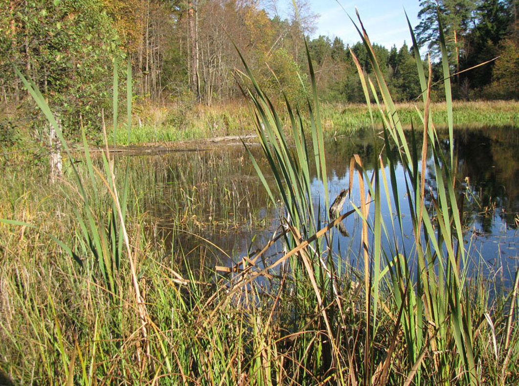 Приокско-Террасный заповедник, image of landscape/habitat.