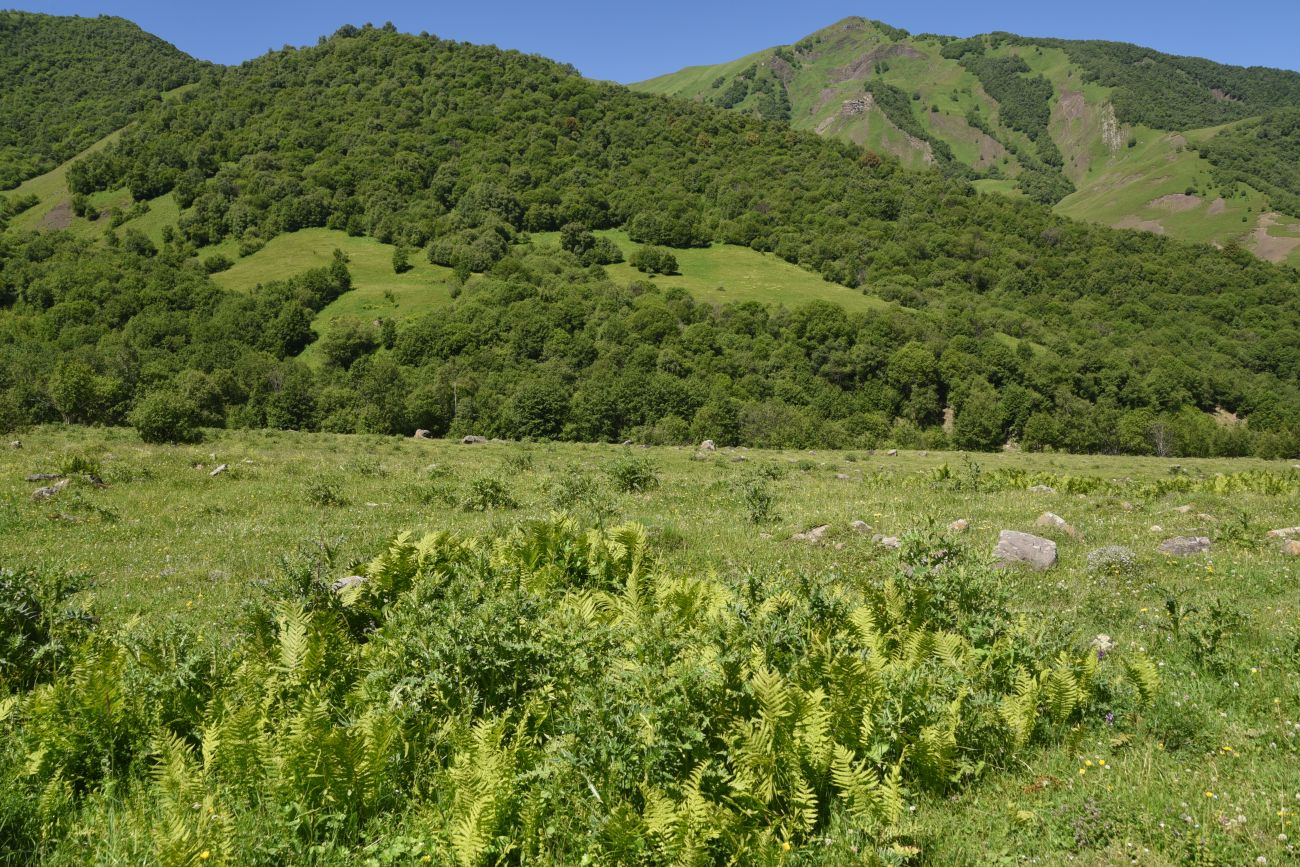 Селение Чайры и окрестности, изображение ландшафта.