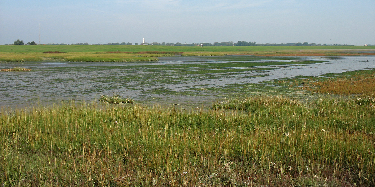 Схирмонниког (Schiermonnikoog), image of landscape/habitat.