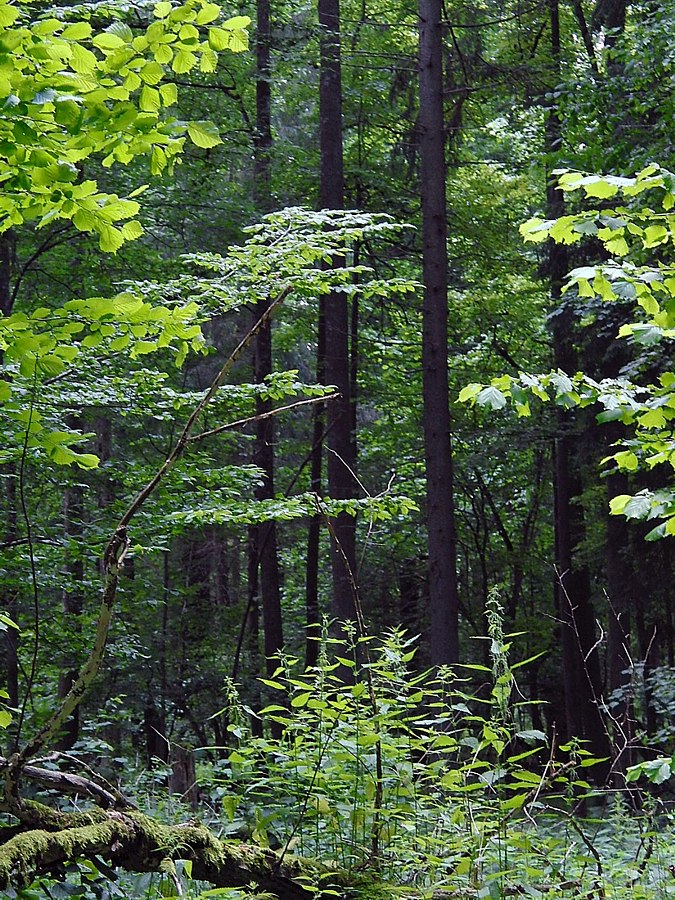 Беловежская пуща, image of landscape/habitat.