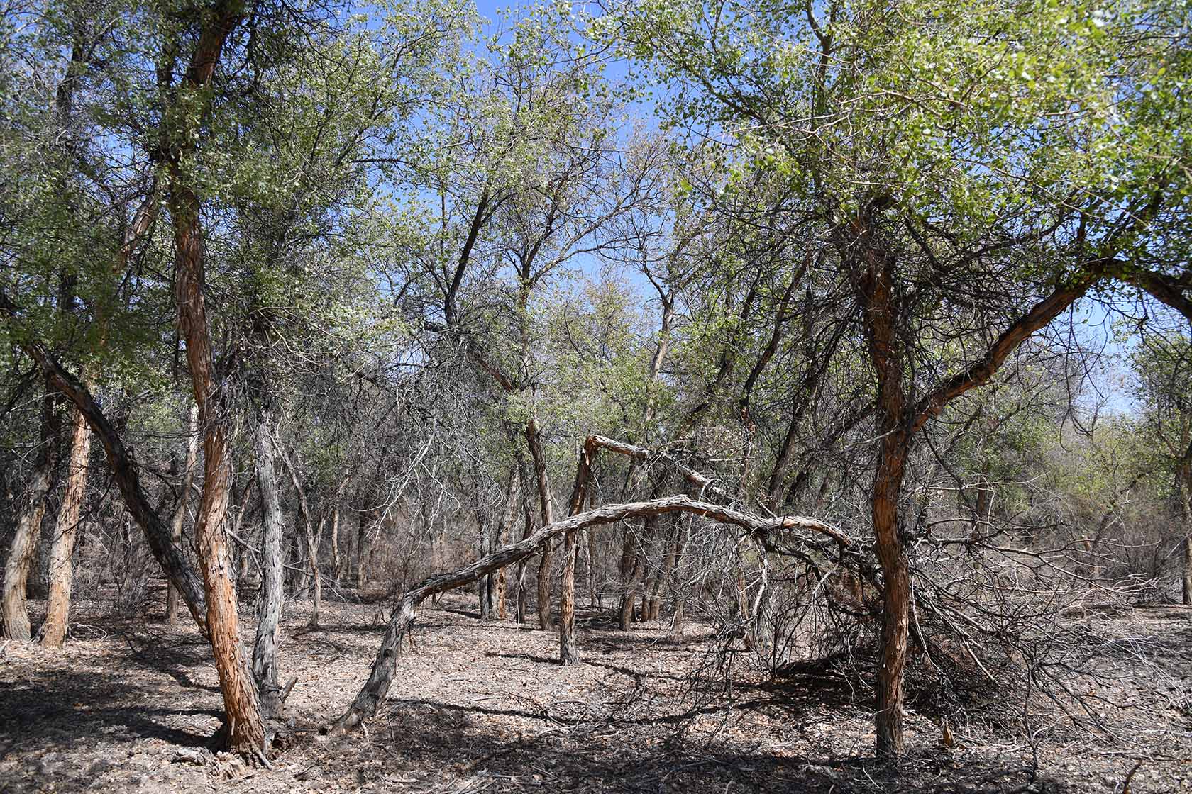 Бадай-Тугай, image of landscape/habitat.