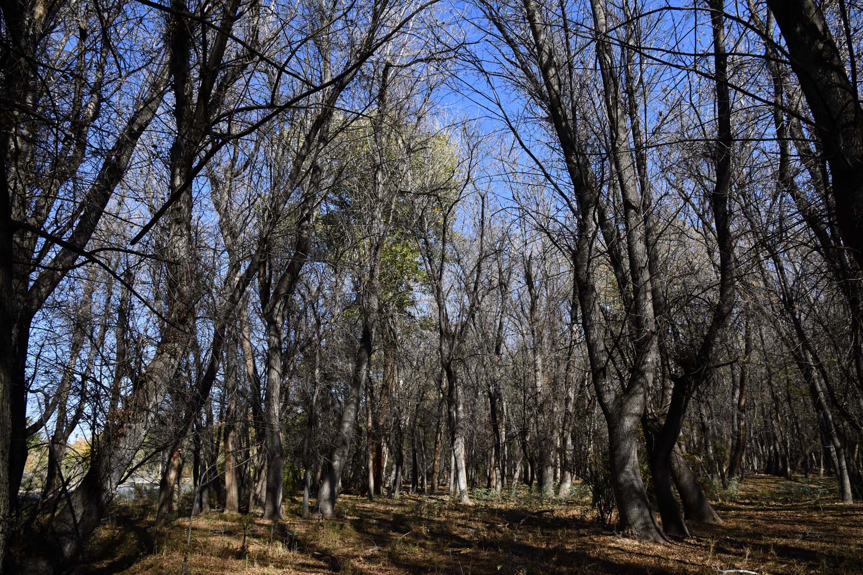 Сарытогай (Ясеневая роща), image of landscape/habitat.