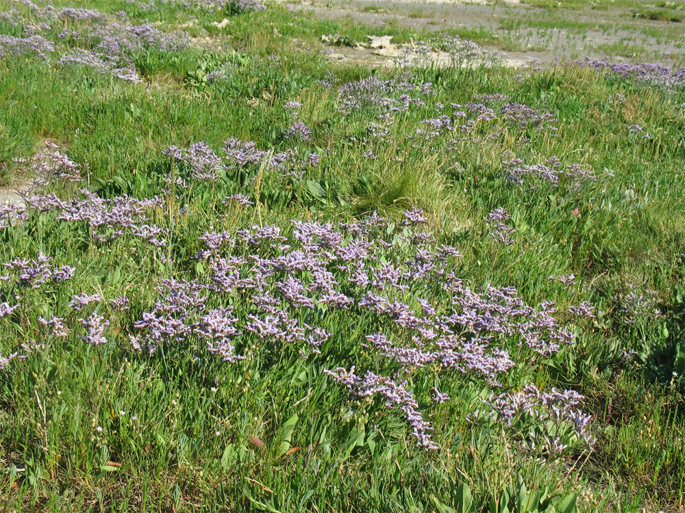 Схирмонниког (Schiermonnikoog), изображение ландшафта.