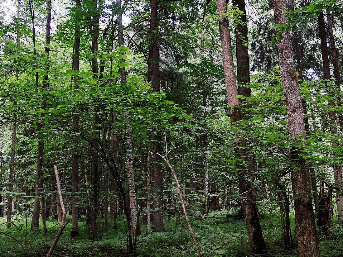 Беловежская пуща, image of landscape/habitat.