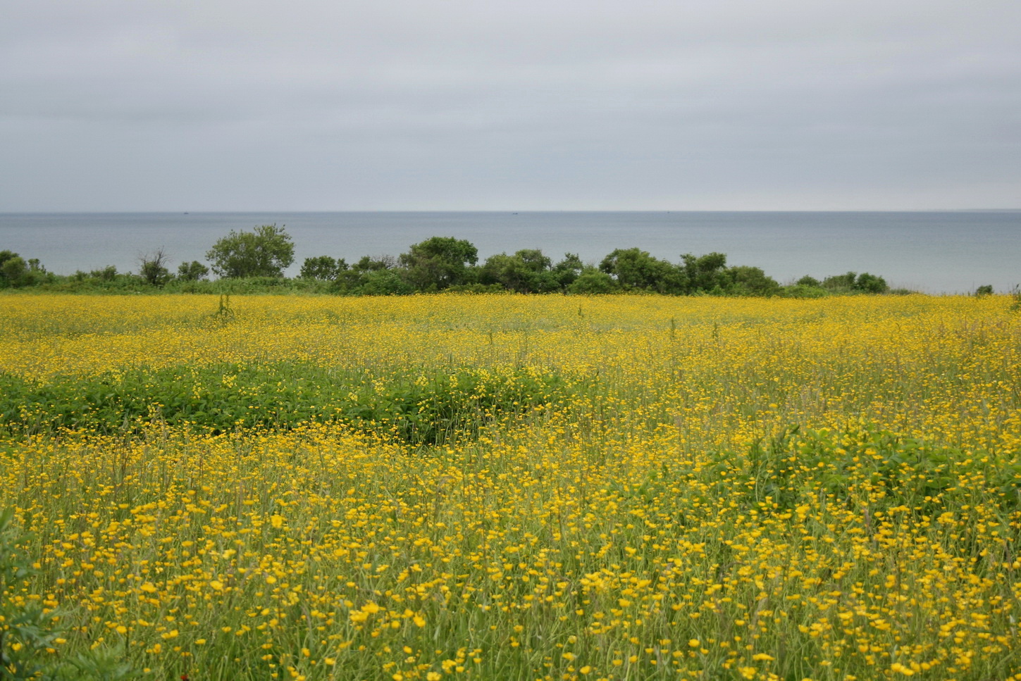 Корсаков, image of landscape/habitat.