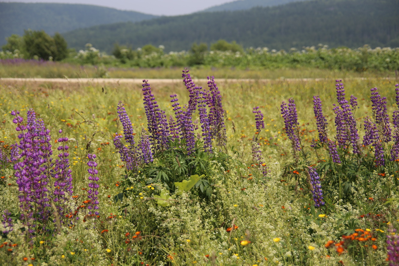 Южно-Сахалинск, image of landscape/habitat.