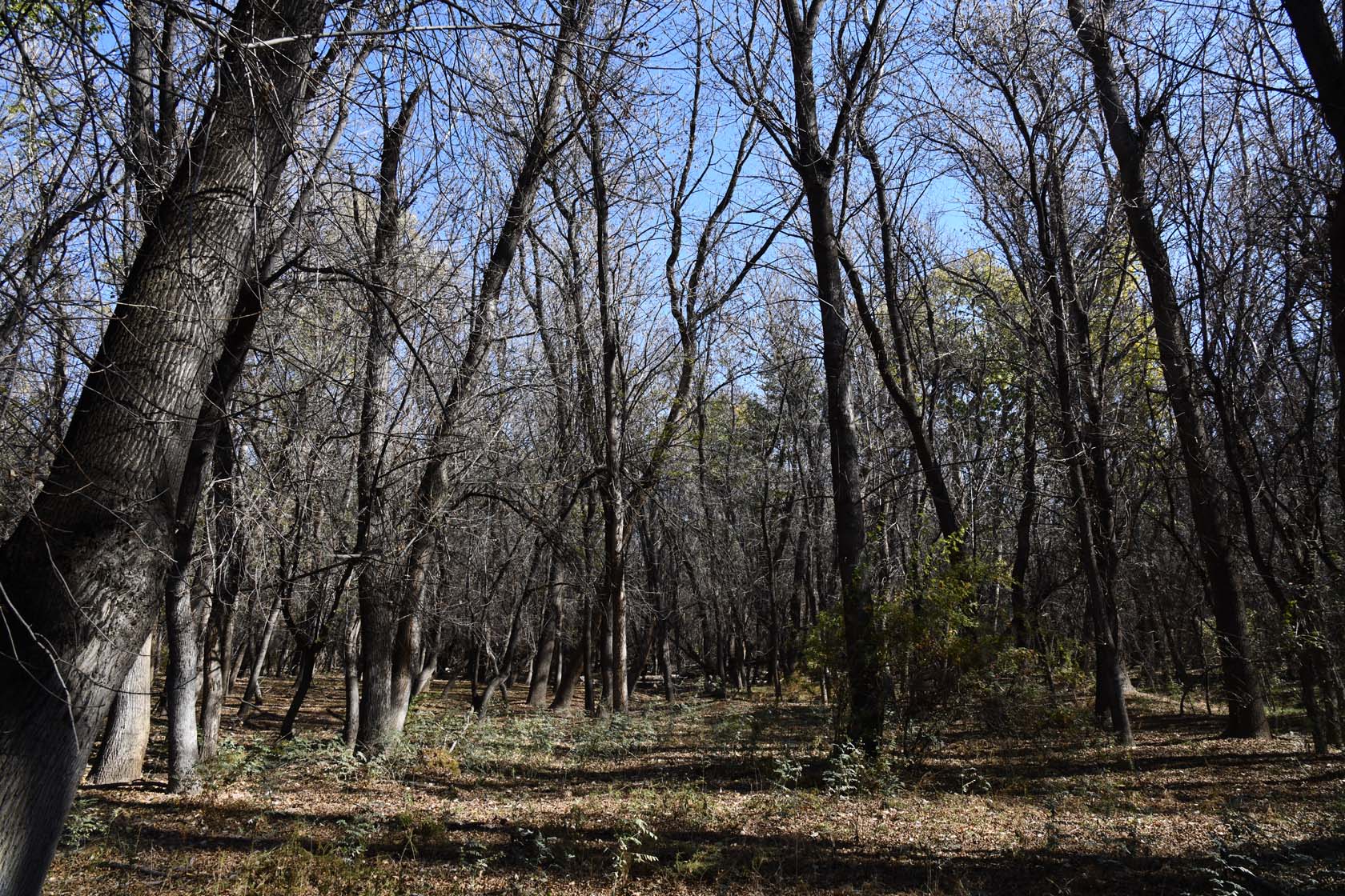 Сарытогай (Ясеневая роща), image of landscape/habitat.