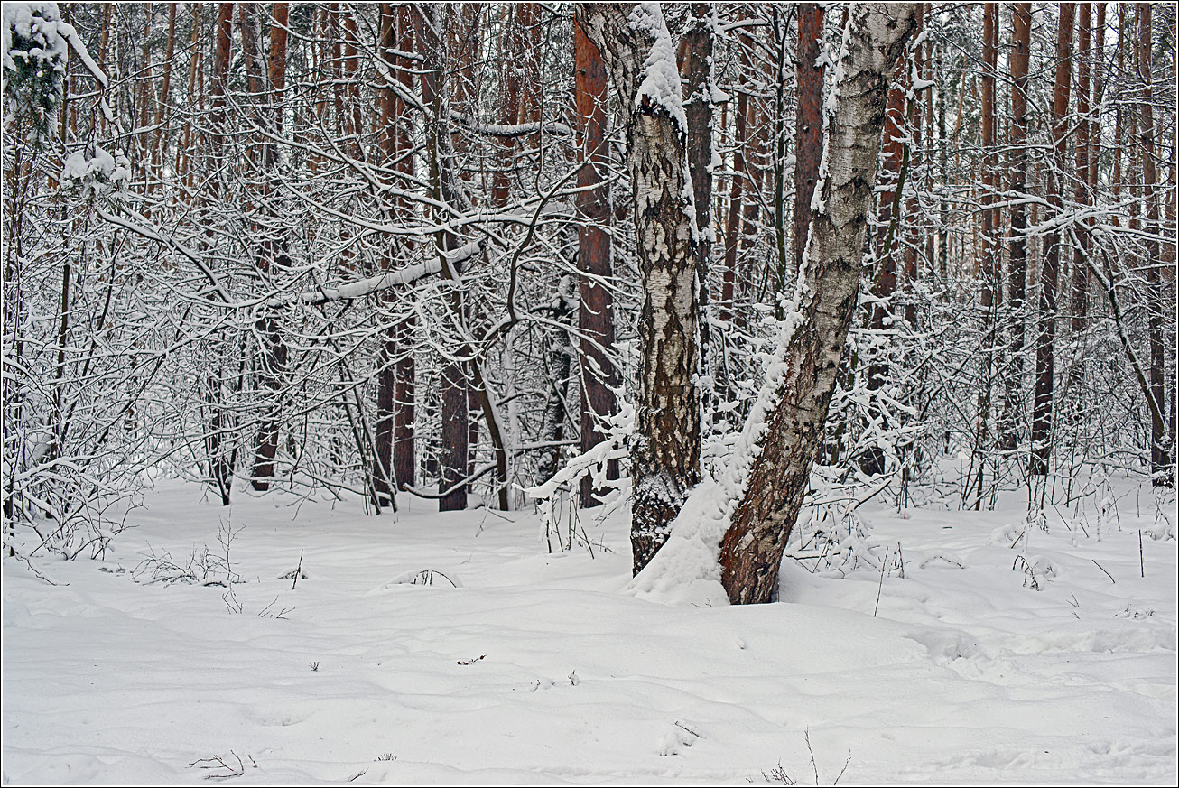 Кузьминский лесопарк, image of landscape/habitat.