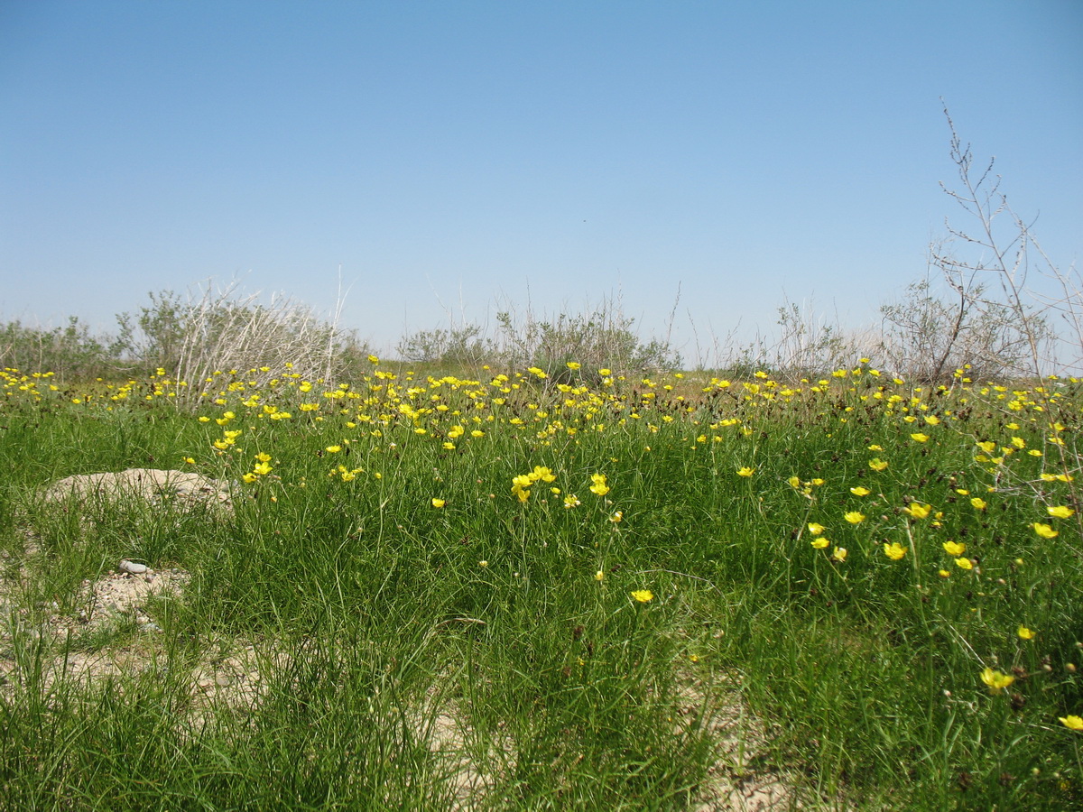 Асса, image of landscape/habitat.