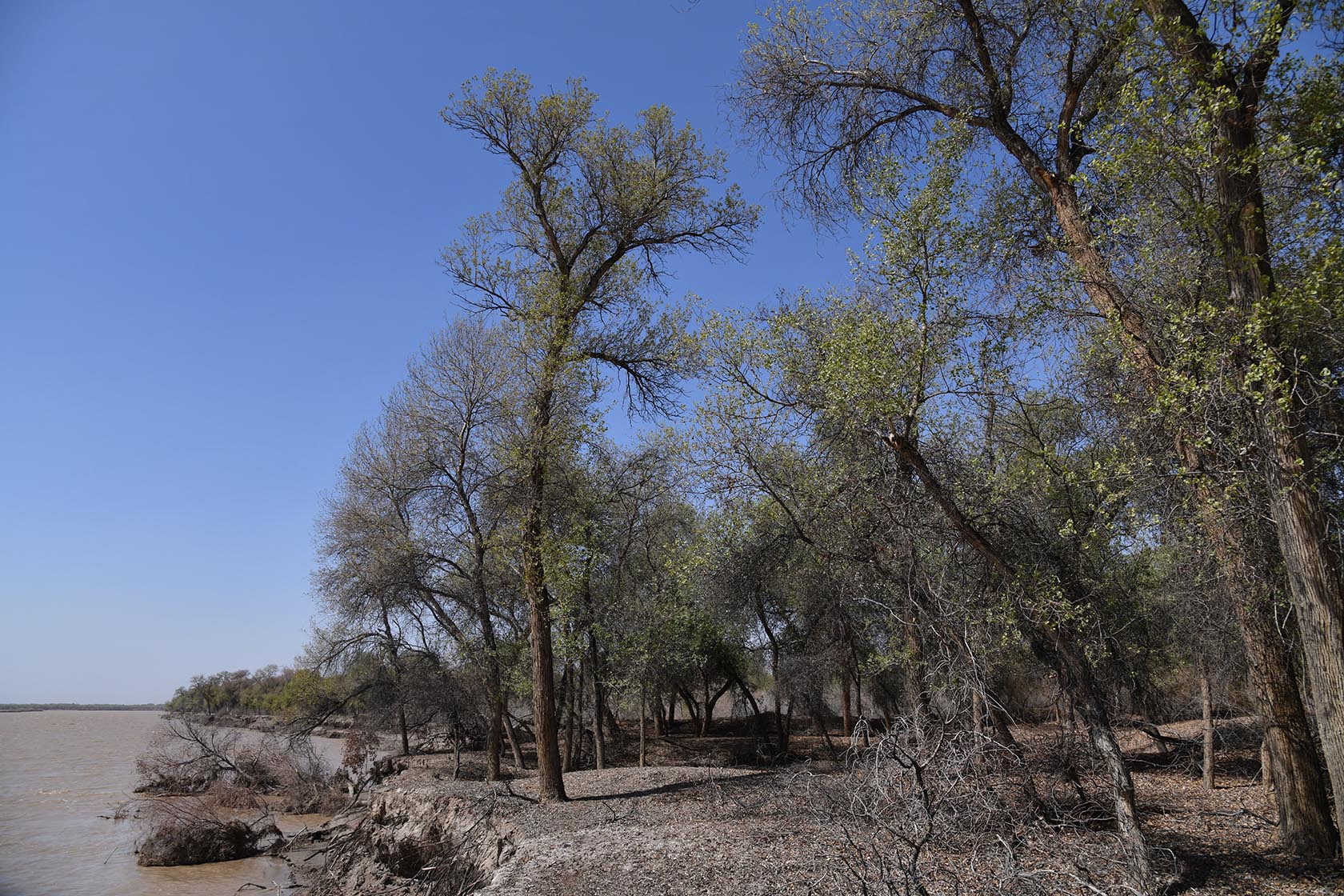 Бадай-Тугай, image of landscape/habitat.