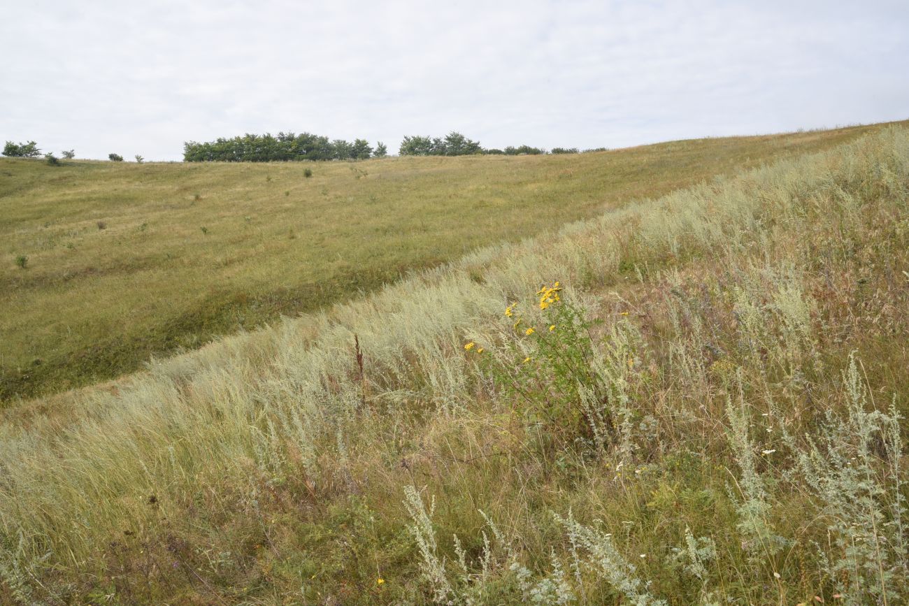 Камень Кудеяра, image of landscape/habitat.