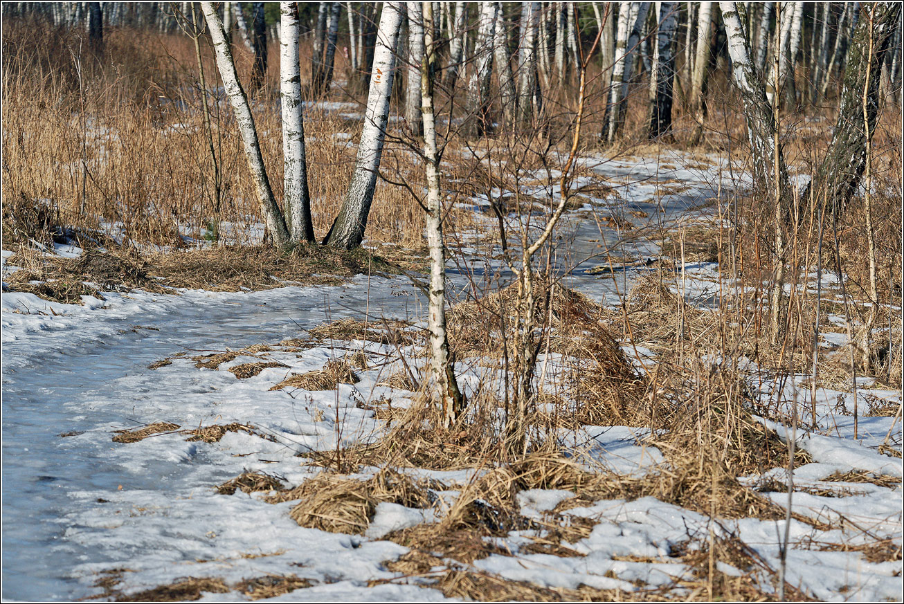 Кузьминский лесопарк, image of landscape/habitat.