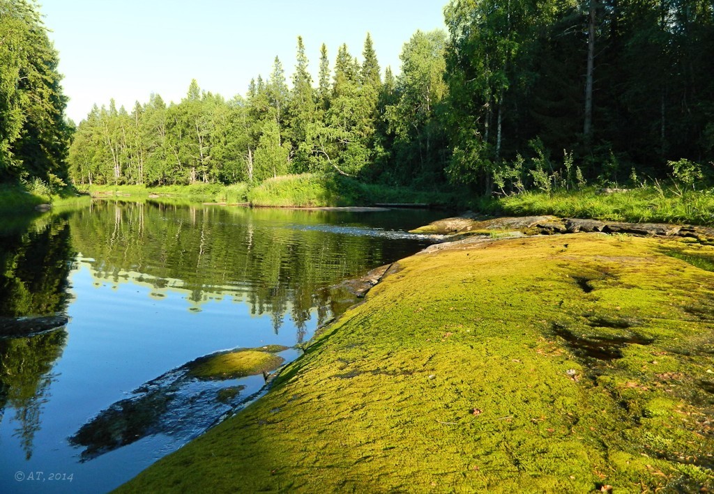 Низовья Унежмы, image of landscape/habitat.