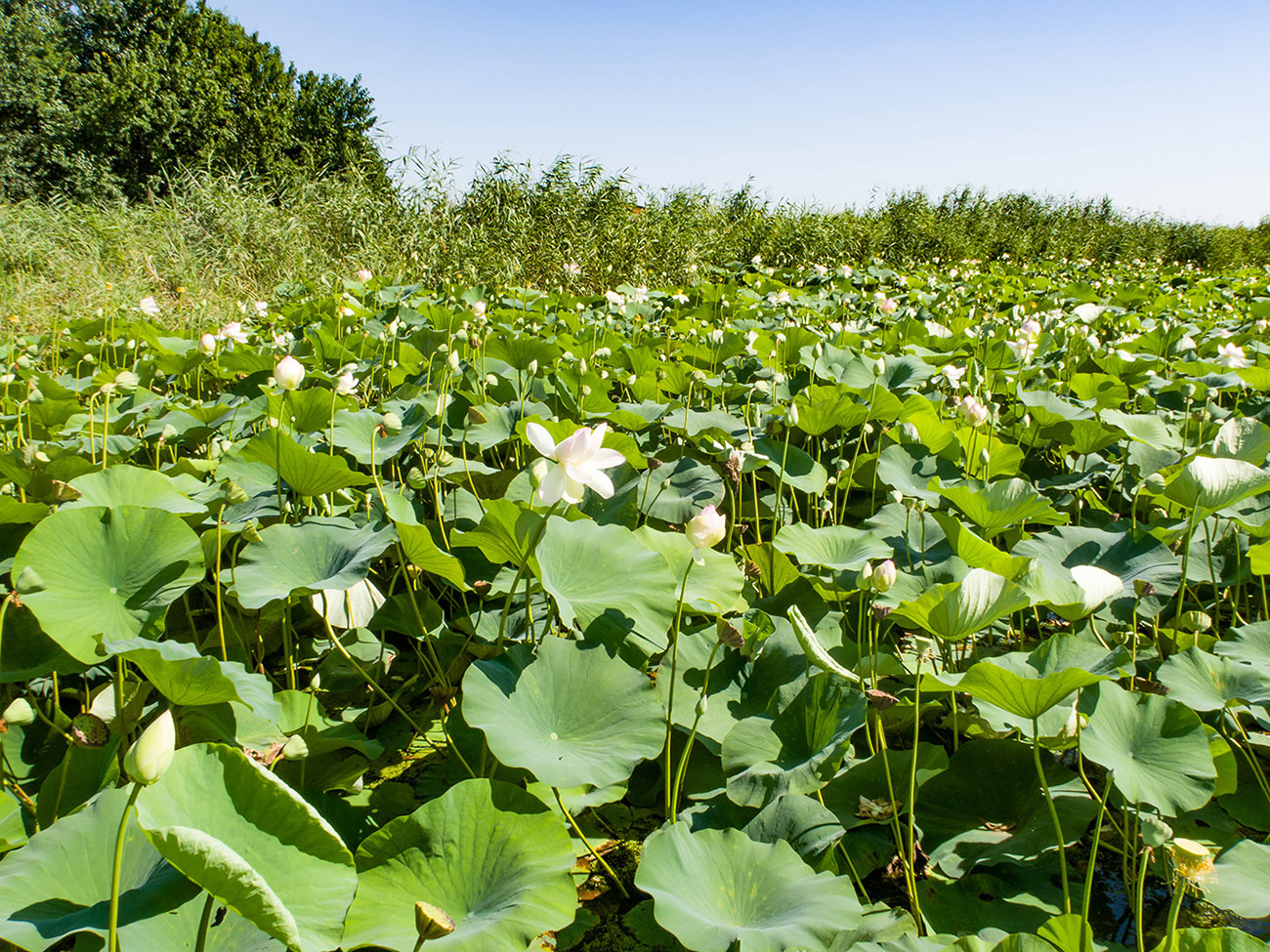 Озеро лотосов, image of landscape/habitat.