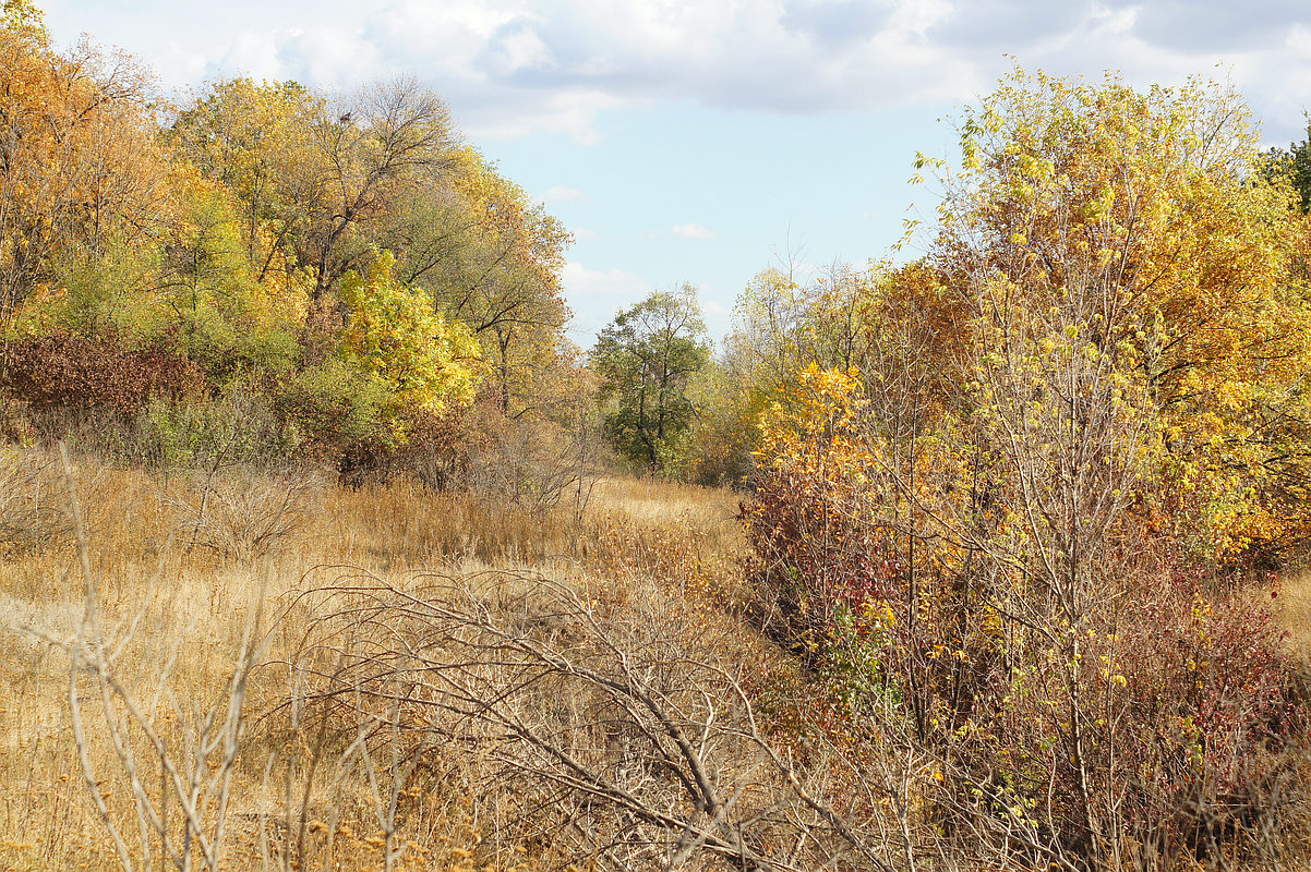 Балка Плотникова, image of landscape/habitat.