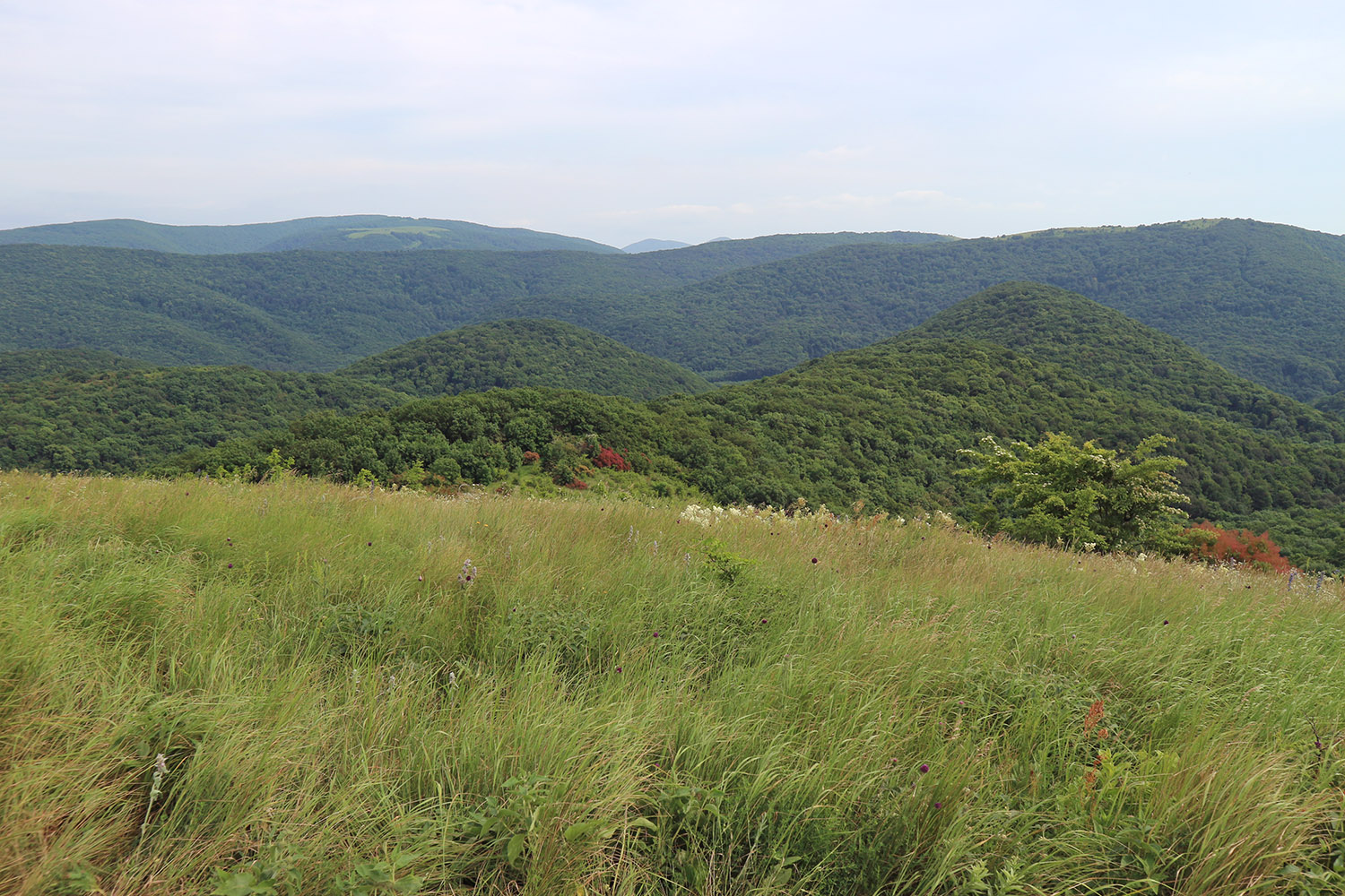 Вышка, image of landscape/habitat.