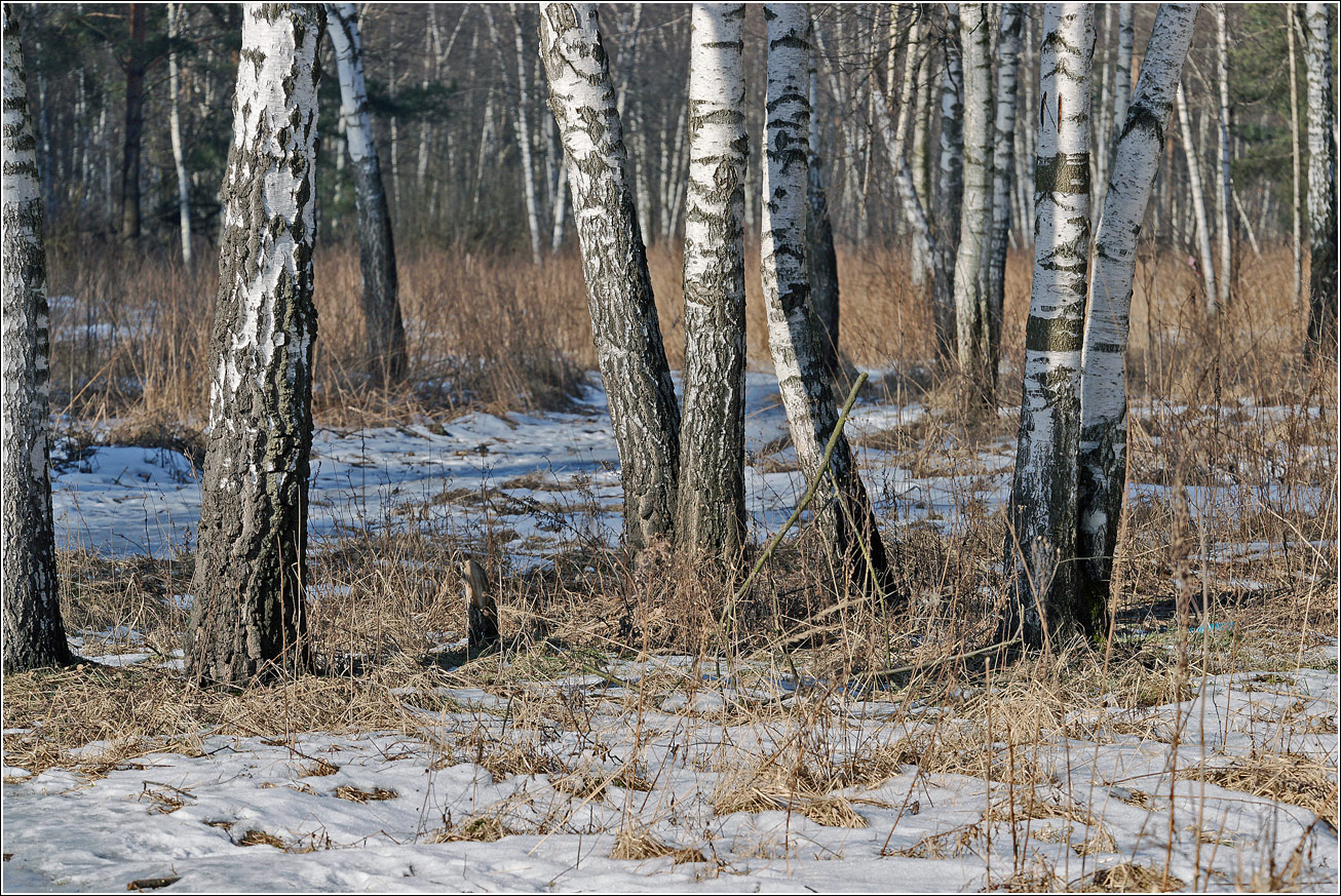 Кузьминский лесопарк, image of landscape/habitat.