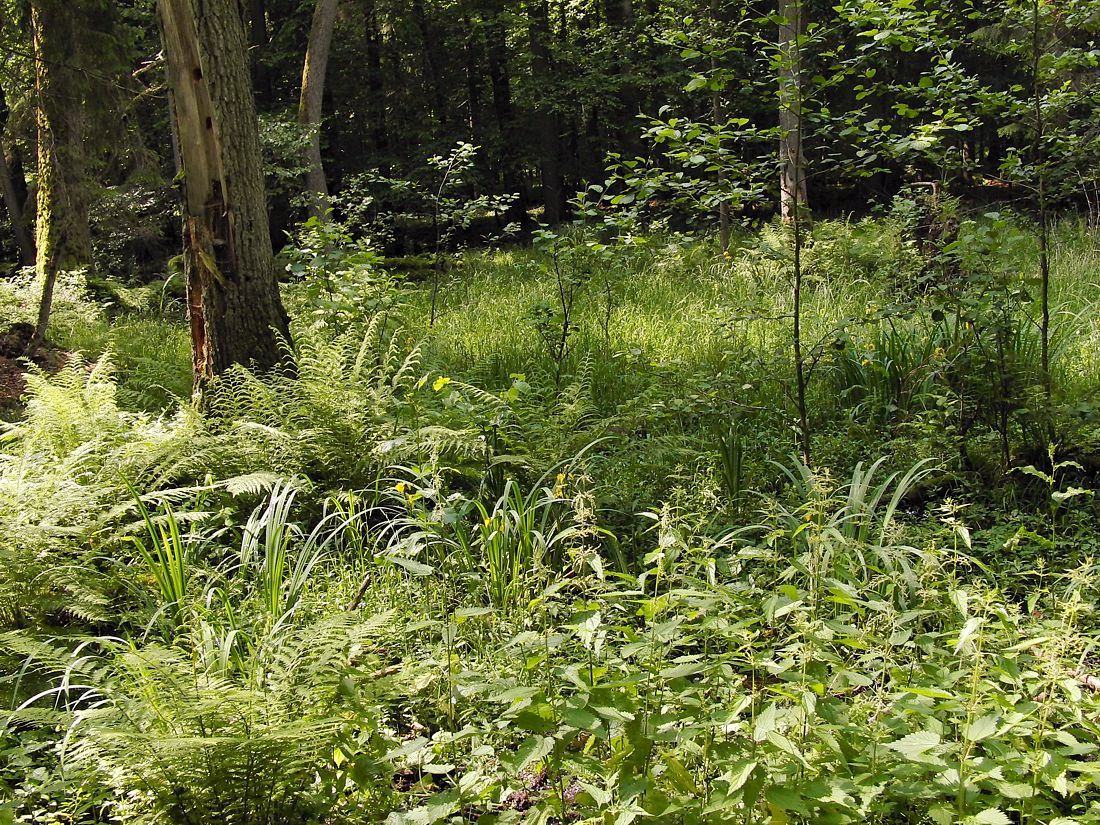 Беловежская пуща, image of landscape/habitat.